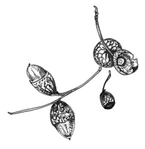 Acorn