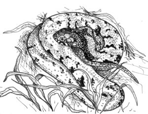 Adder