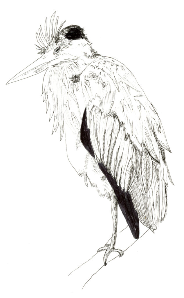 Heron